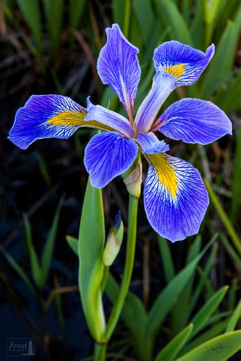 Wild Blue Flag Iris Upper Herring Lake Nature Preserve Benzie County