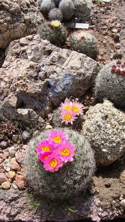 Cactus seeds could take up to a year to germinate and several years for the young cactus to begin to flower. Prairiebreak: The other state cactus...