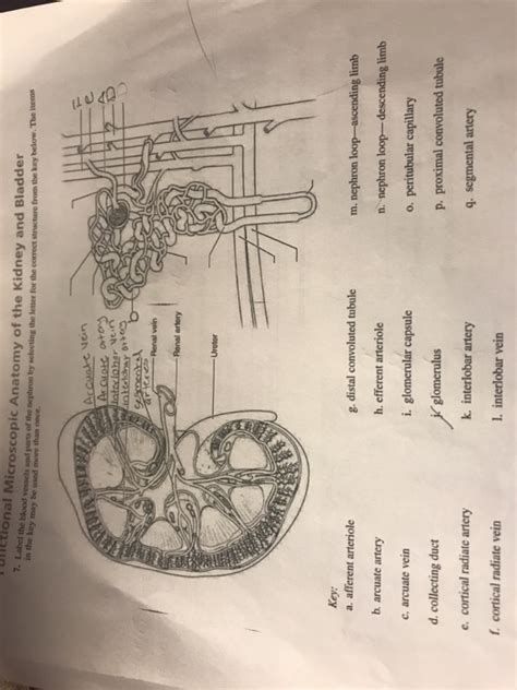 Maybe you would like to learn more about one of these? 33 Label The Blood Vessels And Parts Of The Nephron