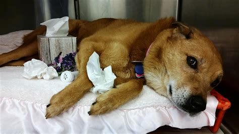 Flu can also be deadly. Canine Influenza | Beechmont Pet Hospital