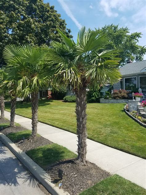 Here Is Proof Windmill Palms Can Survive The Winter On Long Island