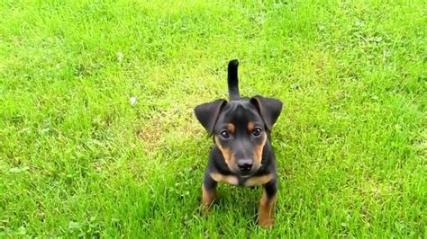 Maybe you would like to learn more about one of these? Farghy: a male Irish Black and Tan Jack Russell Terrier ...