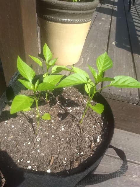 Can You Grow Two To Three Jalapeno Bell Pepper Plants In A 5 Gallon