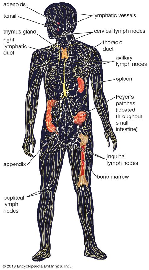 Lymphatic System Structure Function And Facts Britannica