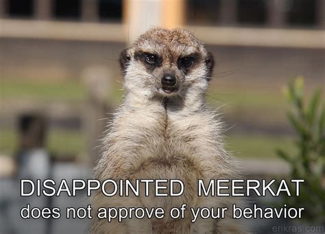 Disappointed Meerkat Flickr Photo Sharing