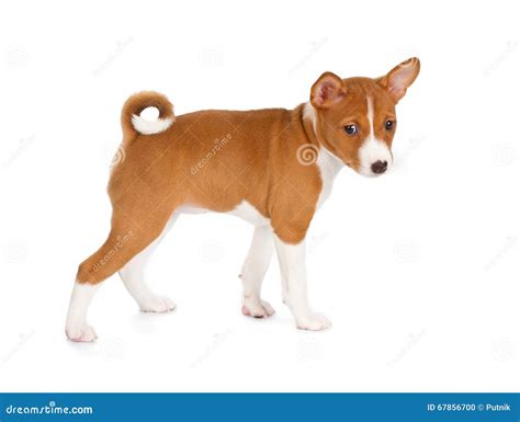 Basenji Puppy Stock Photo Image Of Show Pretty African 67856700
