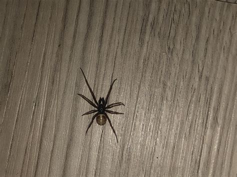 Experience colorado's best hiking, rafting, and mountain biking in two diverse terrains. Unidentified spider in Grand Junction , Colorado United States