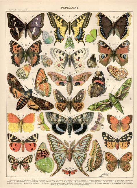Colorful Butterflies 1897 Antique Print Vintage Lithograph