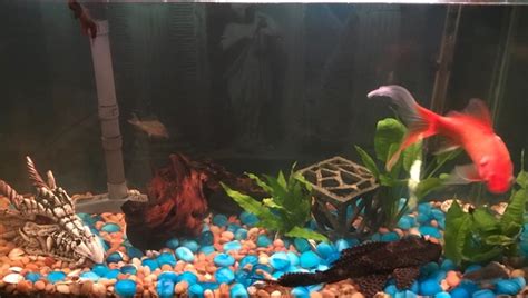 I'm at a loss for words at times trying to figure. Can I keep any fish at all in a 10 liter (2.6g) tank ...