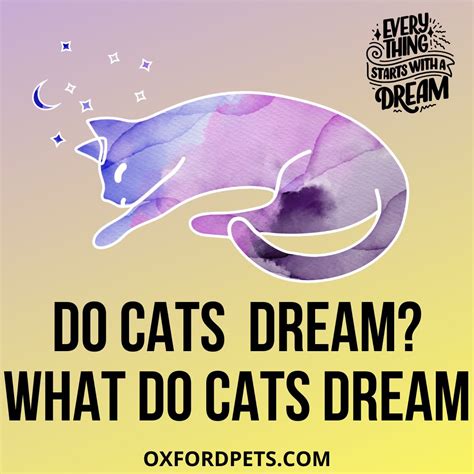 Do Cats Dream Do Cats Have Nightmares Oxford Pets