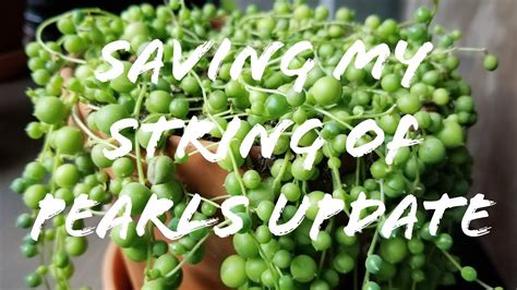 The plant requires a good drainage container for the best result. Saving My String Of Pearls Update | NEW GROWTH! - YouTube