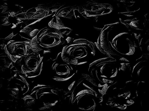 Black Rose Pics Wallpaper Download High Resolution 4k