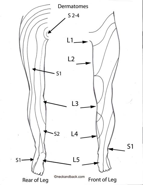Dermatomal Patterns In Lower Body Dermatomes Chart And Map The