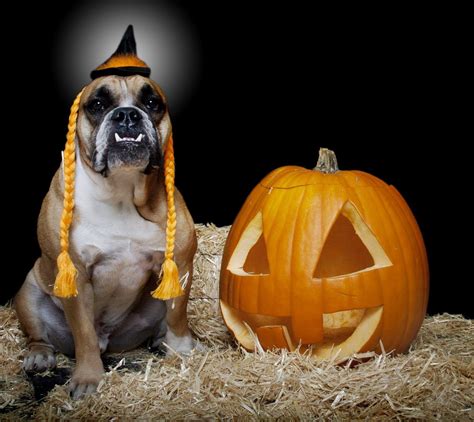 Halloween Dogs Wallpapers Wallpaper Cave