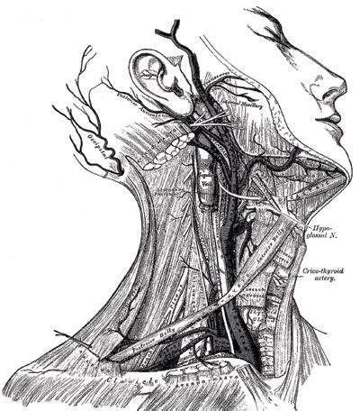Greys Anatomy of the human body. | Human Anatomy | Pinterest | The o