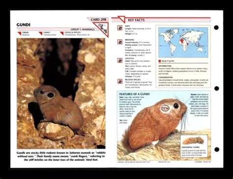 Gundi Wildlife Fact File Mammal Animal Card Home School Study 1298 3