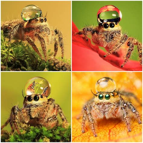 Cute Jumping Spider Water Drop