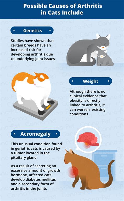 Here are some valuable home remedies for dogs and cats that can keep your pet happy and healthy. Arthritis in Cats & Natural Remedies | Canna-Pet