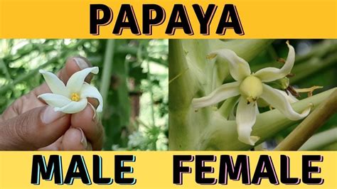 Is The Papaya In Your Permaculture Garden Male Or Female Youtube