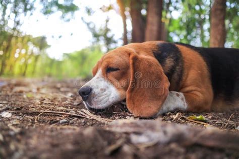 A Cute Tri Colored Beagle Dog Lay Down Outdoor Under The Tree Stock