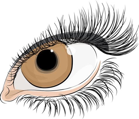 Download Womans Eye Eyelashes Iris Royalty Free Vector Graphic