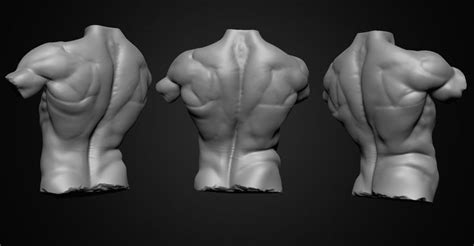 Artstation Back Anatomy Study Jae Wook Park Anatomy Study Anatomy