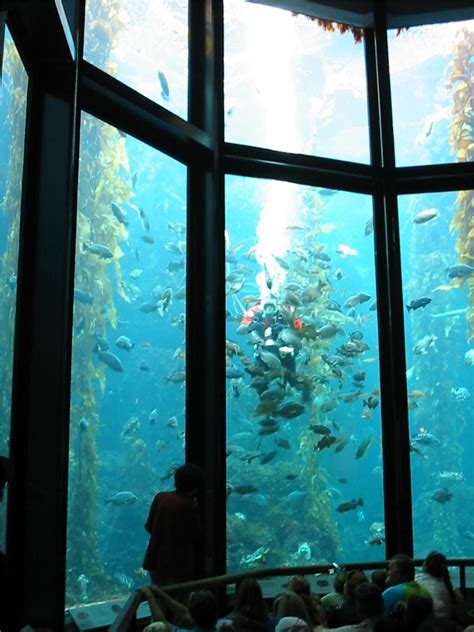 Monterey Bay Aquarium Kelp Forest Tank 101 0125img Bill Abbott