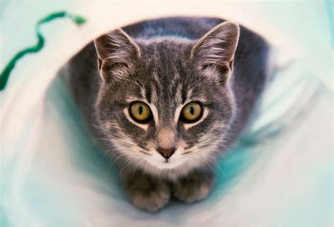 Maybe you would like to learn more about one of these? Photo Gallery | Paws of Pleasanton Animal Hospital