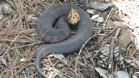 Water Moccasin Snake Louisiana