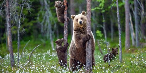 Grizzly Bears And Cubs In Forest Grizzly Bear Conservation And Protection
