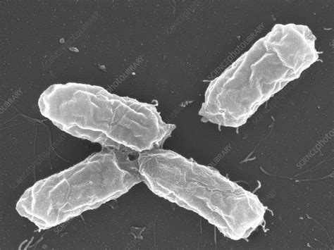 Salmonella Bacteria Sem Stock Image C0148302 Science Photo Library