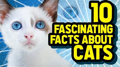 10 Fascinating Facts About Cats Youtube