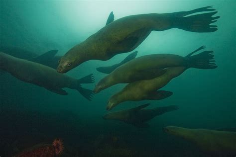 Steller Sea Lions David Halls Encounters In The Sea Gallery Sea Lion