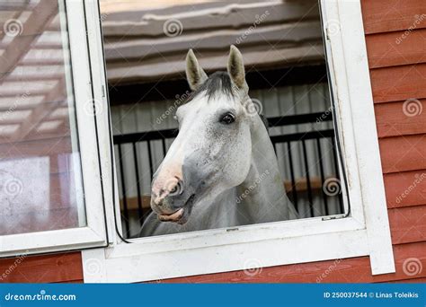 Beautiful Silver Color Horse Looking Out Of The Stable Window And