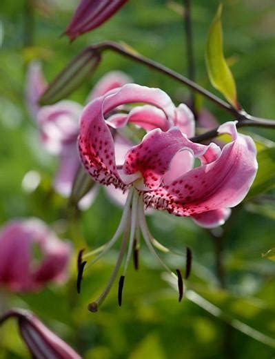 Lilium Speciosum Var Rubrum Lily