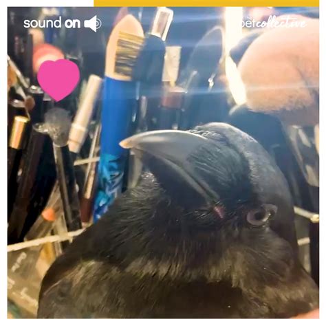 Black Bird Enjoys Getting Brushed With Pet Parents Makeup Brushes