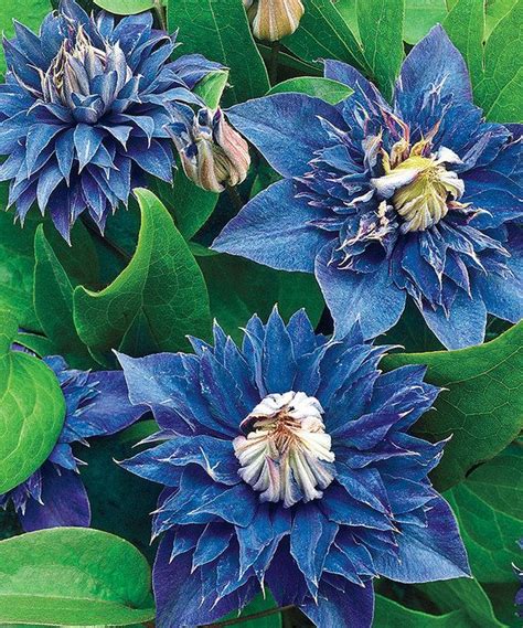 Look At This Blue Clematis Plant Set Of Two On Zulily Today