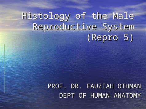 PPT Histology Of The Male Reproductive System Repro PROF DR FAUZIAH OTHMAN DEPT OF HUMAN