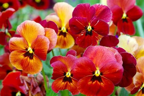 Ultimate Guide To Pansy Flower Meaning And Symbolism Petal Republic