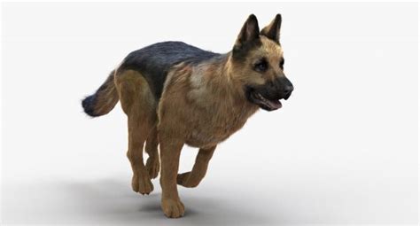 Buy German Shepherd Fur Animated 3d Models Online