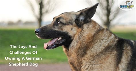 The Joys And Challenges Of Owning A German Shepherd Dog