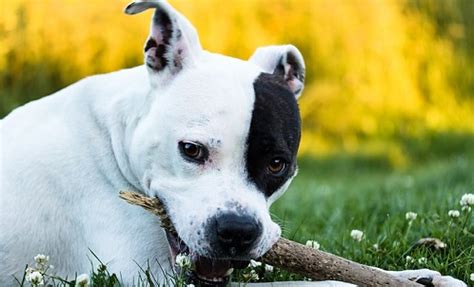 Rabies in Dogs: What You Should Know | Canna-Pet®