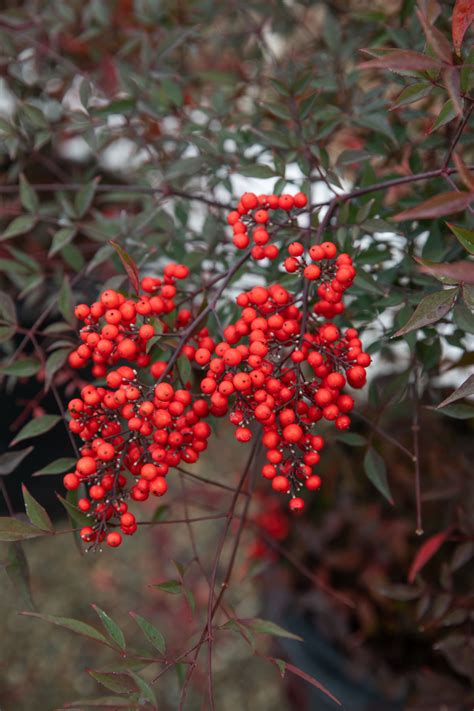 Maybe you would like to learn more about one of these? Bush With Small White Flowers And Black Berries - How To ...