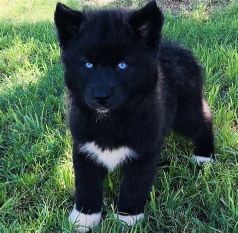 Black Husky Puppy Names Puppies Lover 88