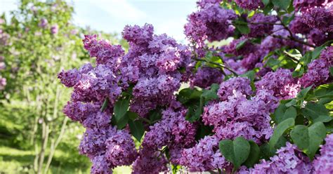 Growing Lilacs Tips And Lore Farmers Almanac