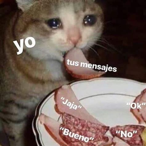 Fotos De Melissa Galván En Memes | Meme Gato, Animales Frases, Memes 4B9