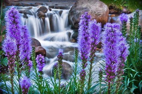 Rocky Mountain Wildflowers By James Woody Wild Flowers Rocky