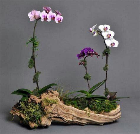 Best Orchid Arrangements With Succulents And Driftwood 45 Decomagz Hanging Orchid