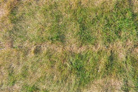 Top 5 Common Causes Of Grass Issues Indianapolis In