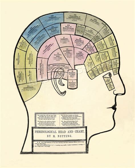 Phrenology Chart 1857 Vintage Style Medical Print 20x24 Ebay